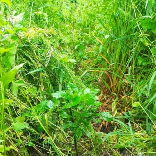 Travaux sylvicole min Travaux sylvicole min